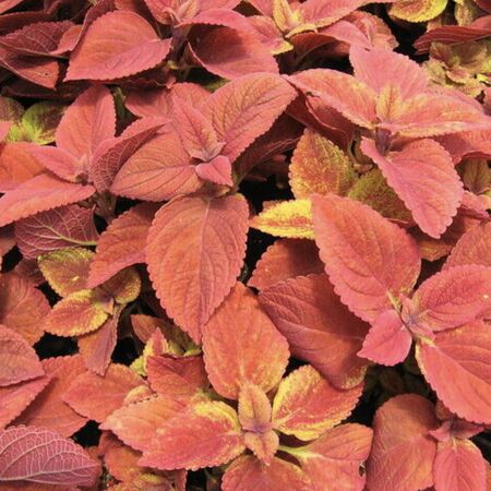 Sunset Wizard, Coleus Seeds - Packet image number null
